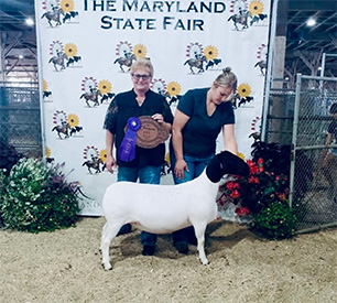  Champion Ewe2025 MD State Fair